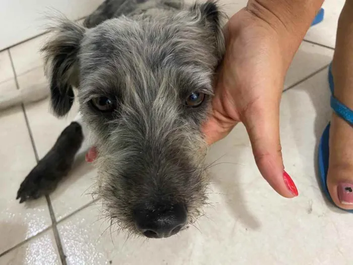 Cachorro raça Poodle  idade 1 ano nome Lisa poodle castrada