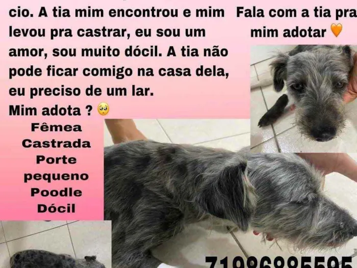 Cachorro raça Poodle  idade 1 ano nome Lisa poodle castrada