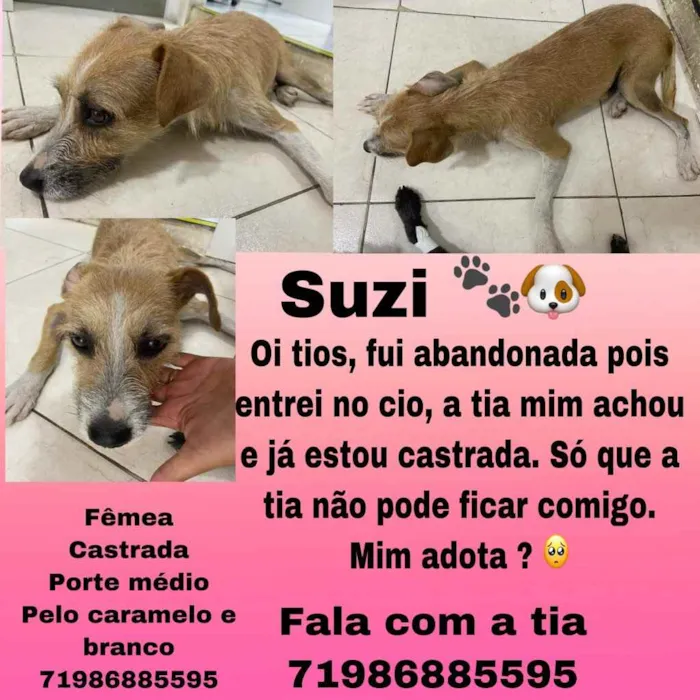 Cachorro raça Srd idade 7 a 11 meses nome Suzi castrada 