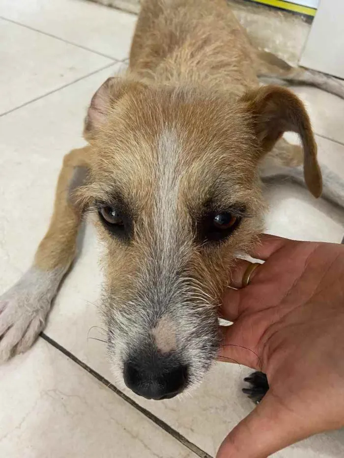 Cachorro raça Srd idade 7 a 11 meses nome Suzi castrada 