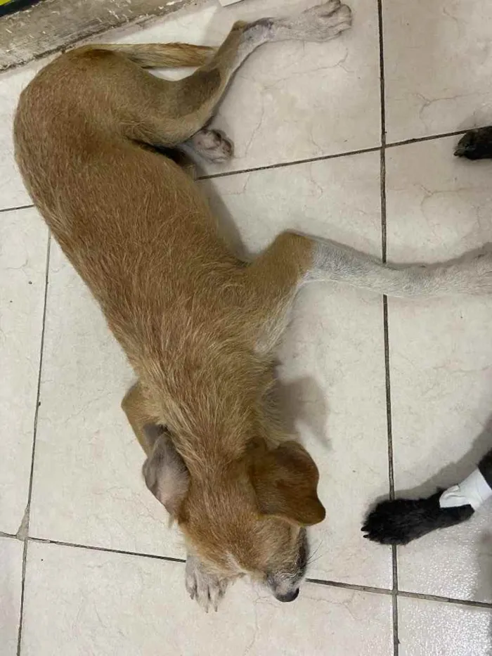 Cachorro raça Srd idade 7 a 11 meses nome Suzi castrada 