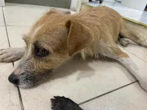 Cachorro raça Srd idade 7 a 11 meses nome Suzi castrada 