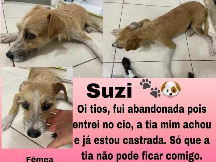 Cachorro raça Srd idade 7 a 11 meses nome Suzi castrada 