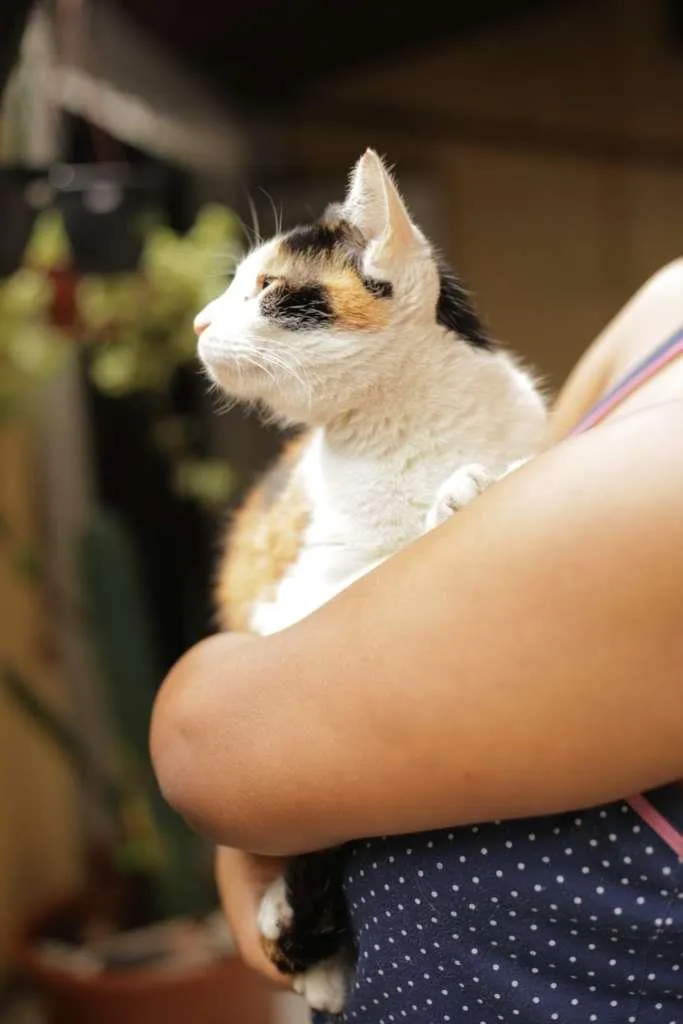 Gato ra a SRN idade 2 anos nome Margot