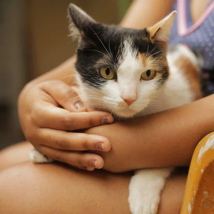 Gato ra a SRN idade 2 anos nome Margot