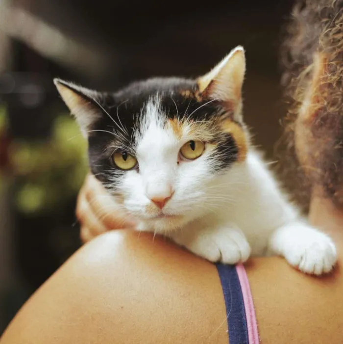 Gato ra a SRN idade 2 anos nome Margot