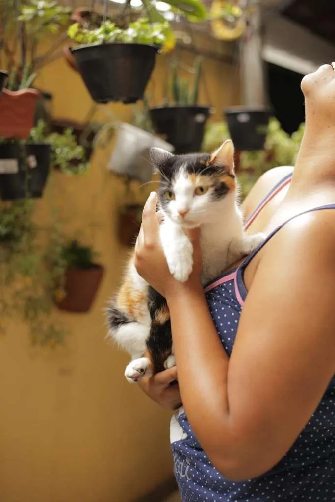 Gato ra a SRN idade 2 anos nome Margot