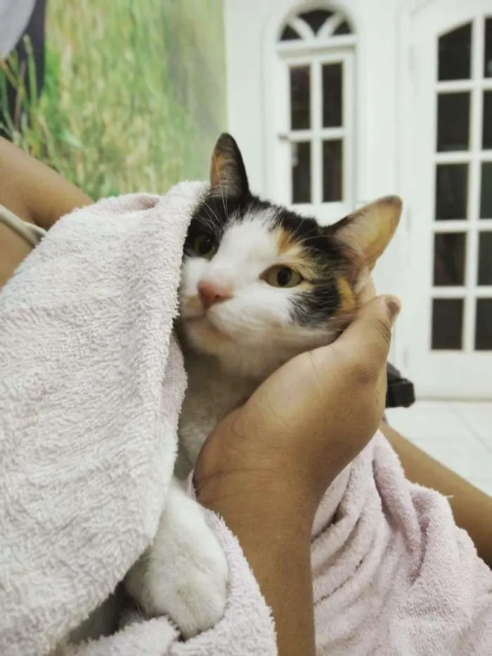 Gato ra a SRN idade 2 anos nome Margot