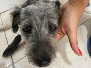 Cachorro raça Poodle  idade 1 ano nome Lisa poodle castrada