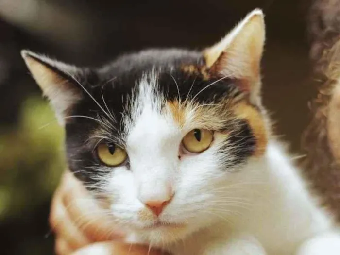 Gato ra a SRN idade 2 anos nome Margot