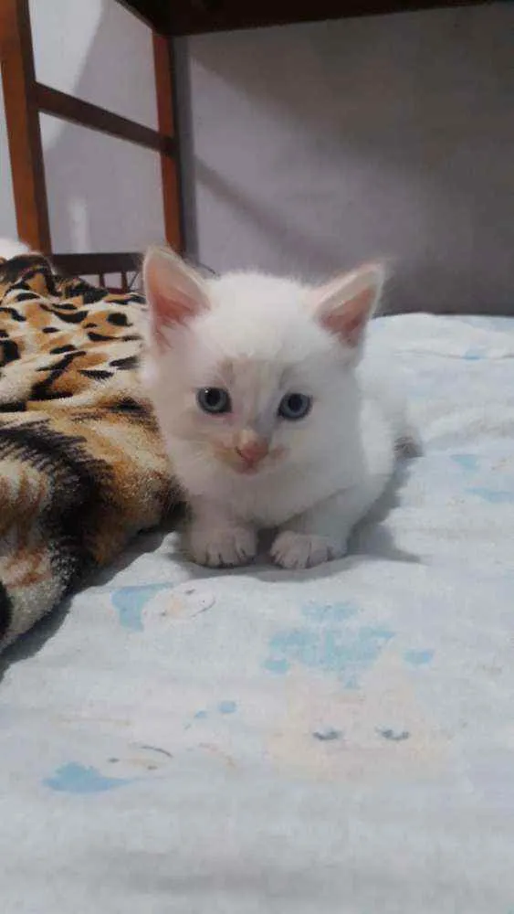 Gato ra a ciames idade Abaixo de 2 meses nome filhotes  sem  nome 