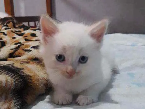 Gato ra a ciames idade Abaixo de 2 meses nome filhotes  sem  nome 