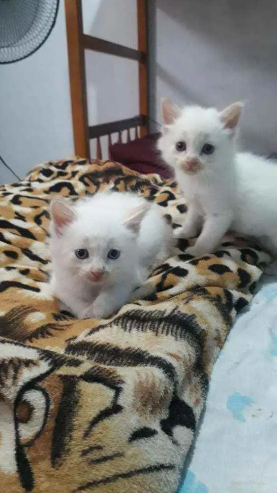 Gato ra a ciames idade Abaixo de 2 meses nome filhotes  sem  nome 