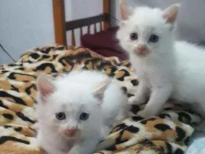 Gato raça ciames idade Abaixo de 2 meses nome filhotes  sem  nome 