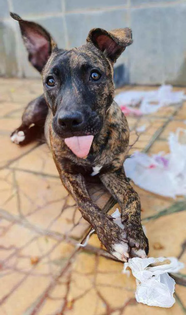 Cachorro ra a SRD idade 2 a 6 meses nome Iza