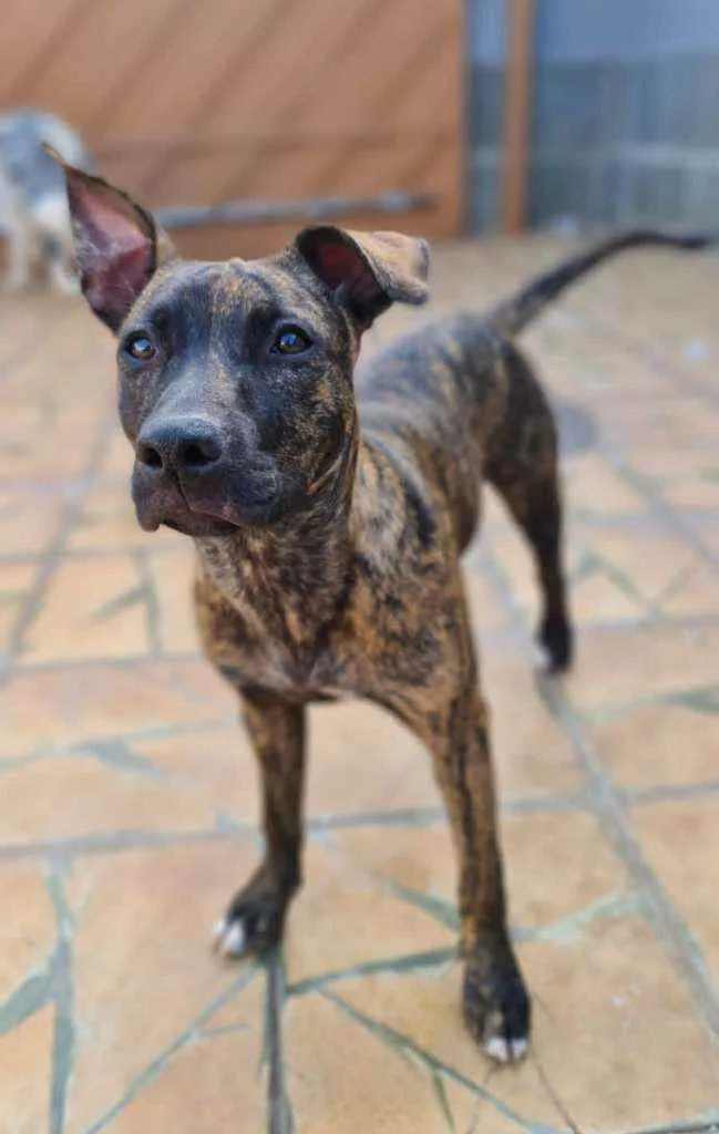Cachorro ra a SRD idade 2 a 6 meses nome Iza