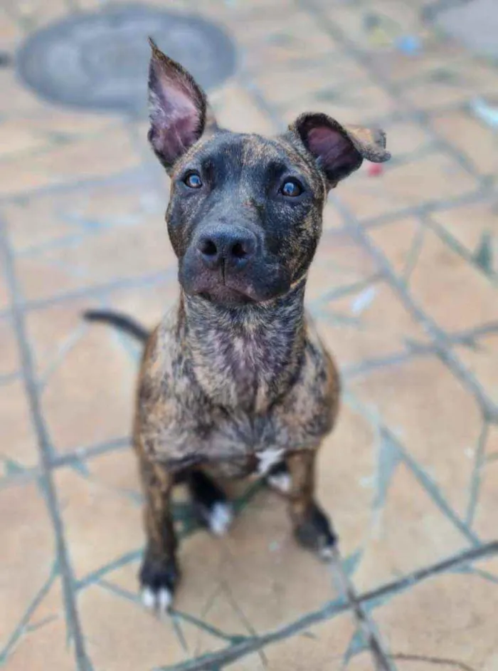 Cachorro ra a SRD idade 2 a 6 meses nome Iza