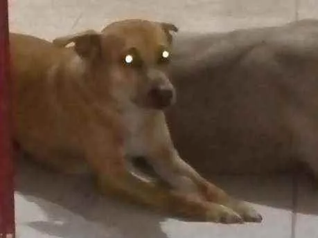 Cachorro ra a Vira lata idade 5 anos nome Princesa