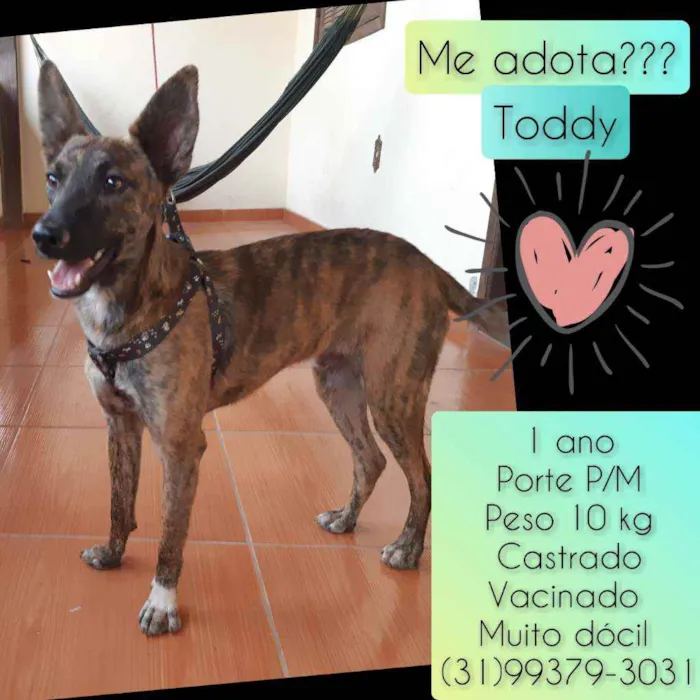Cachorro raça SRD idade 1 ano nome Toddy