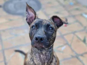 Cachorro raça SRD idade 2 a 6 meses nome Iza