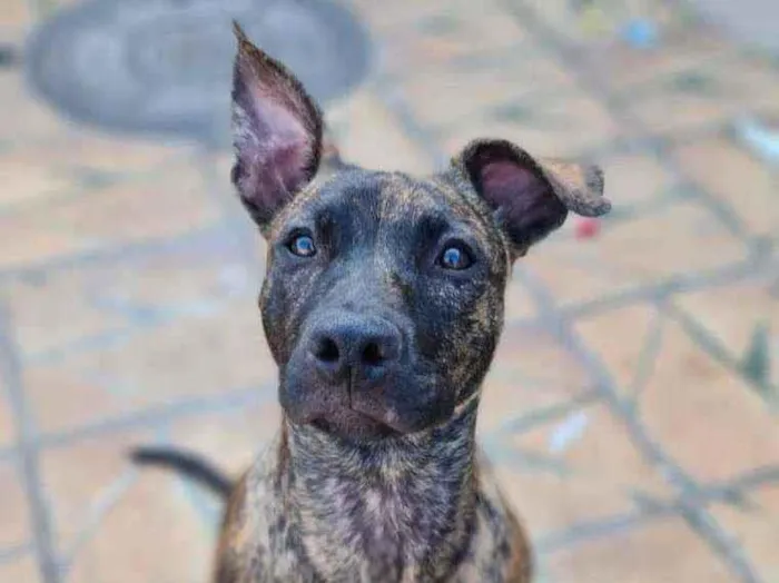 Cachorro ra a SRD idade 2 a 6 meses nome Iza