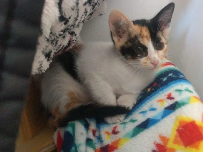 Gato raça SRD-ViraLata idade 2 a 6 meses nome Nezuko