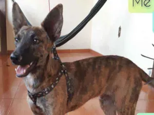 Cachorro raça SRD idade 1 ano nome Toddy