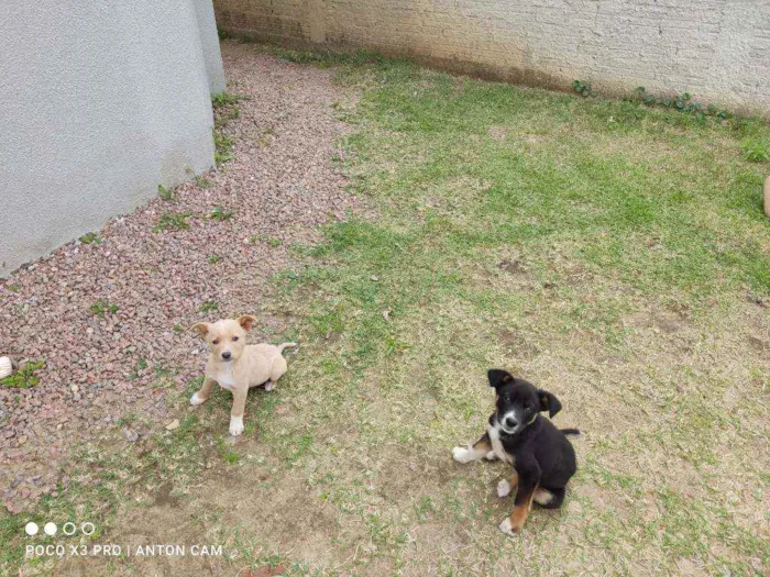 Cachorro raça  idade 2 a 6 meses nome Quilica