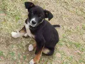Cachorro raça  idade 2 a 6 meses nome Quilica