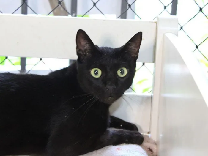 Gato raça SRD-ViraLata idade 2 anos nome Ragnar 