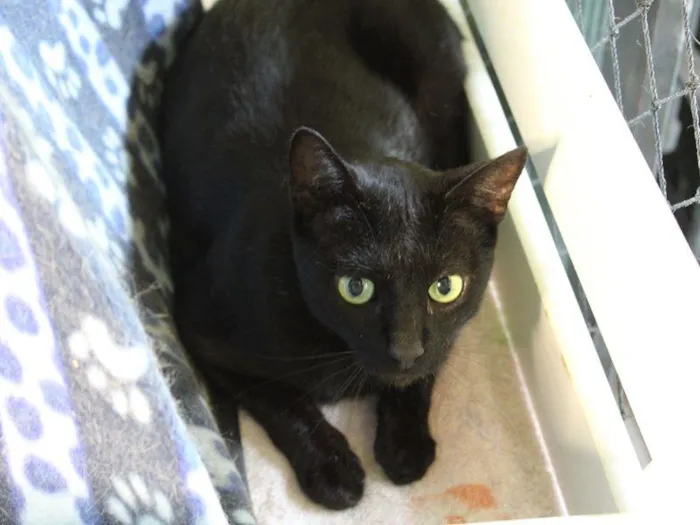 Gato raça SRD-ViraLata idade 2 anos nome Ragnar 