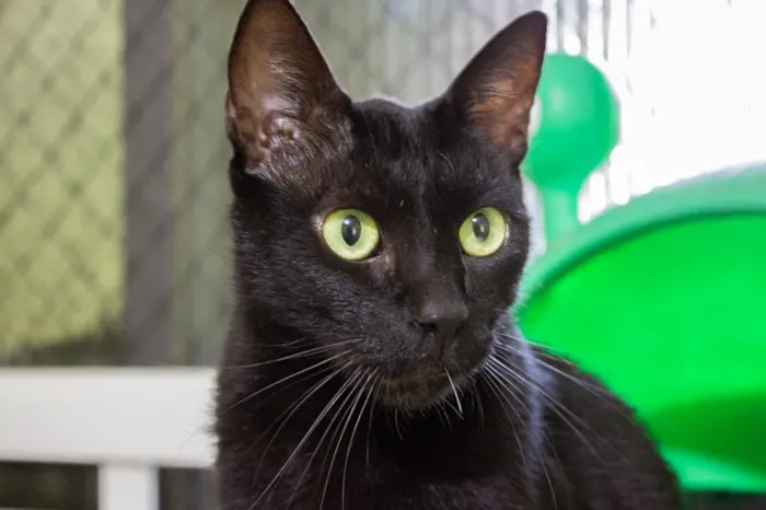 Gato raça SRD-ViraLata idade 2 anos nome Ragnar 