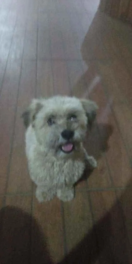 Cachorro ra a Lhasa Apsu  idade 1 ano nome Lia Maia
