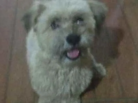 Cachorro ra a Lhasa Apsu  idade 1 ano nome Lia Maia