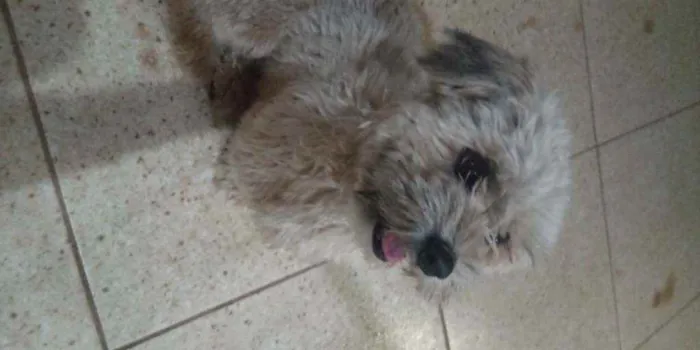 Cachorro ra a Lhasa Apsu  idade 1 ano nome Lia Maia