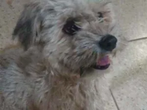 Cachorro raça Lhasa Apsu  idade 1 ano nome Lia Maia