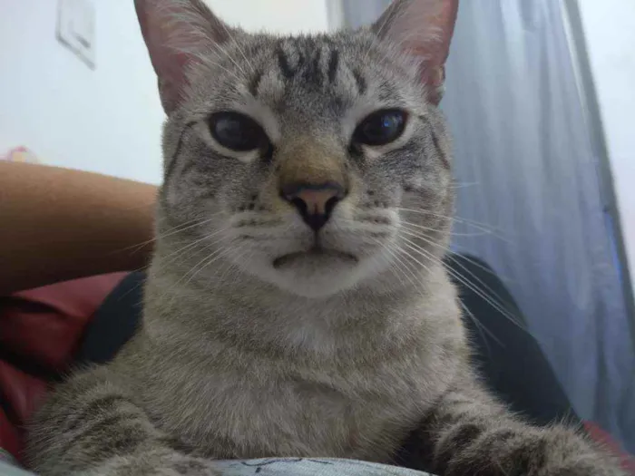 Gato ra a Siamês idade 2 anos nome Spott