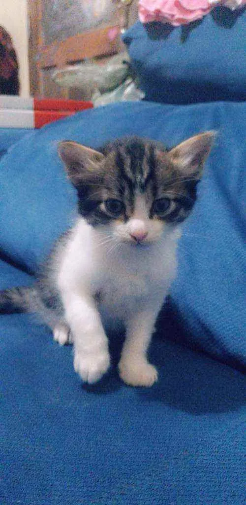 Gato ra a Viralata idade Abaixo de 2 meses nome Sem nome 