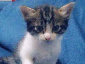 Gato raça Viralata idade Abaixo de 2 meses nome Sem nome 