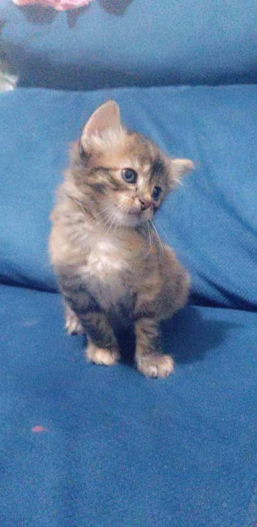 Gato ra a Viralata idade Abaixo de 2 meses nome Sem nome 