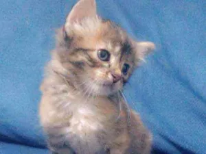 Gato raça Viralata idade Abaixo de 2 meses nome Sem nome 