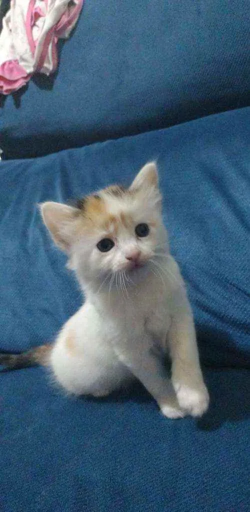 Gato ra a Viralata idade Abaixo de 2 meses nome Sem nome 