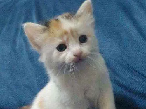 Gato ra a Viralata idade Abaixo de 2 meses nome Sem nome 
