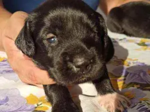 Cachorro raça SRD idade Abaixo de 2 meses nome Pantera, Soneca e Ba