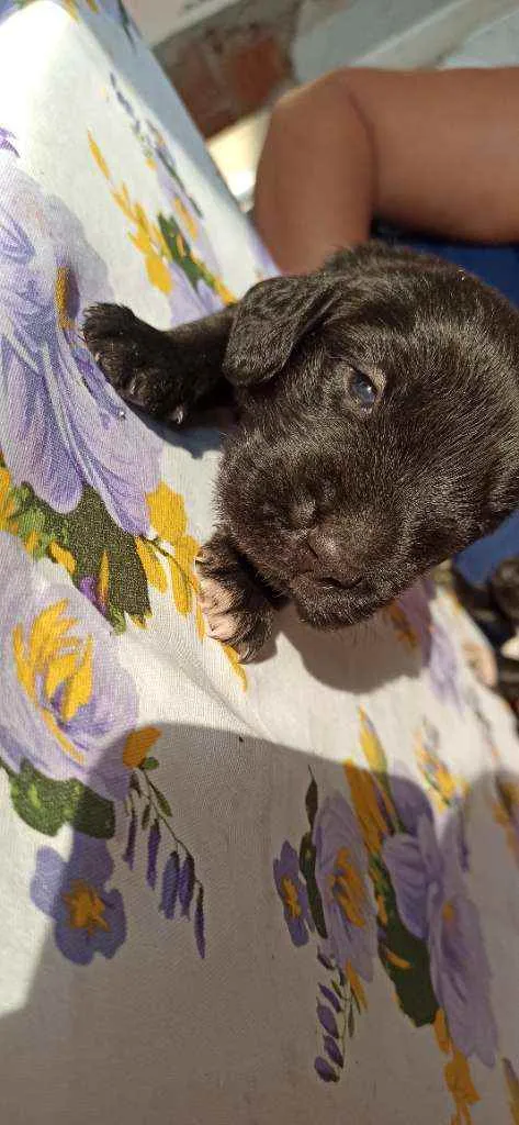 Cachorro raça SRD idade Abaixo de 2 meses nome Pantera, Soneca e Ba