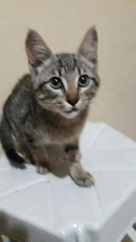 Gato raça Vira lata idade 2 a 6 meses nome Sem nome 