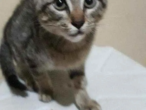 Gato raça Vira lata idade 2 a 6 meses nome Sem nome 