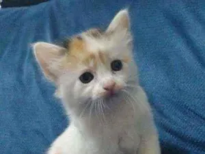 Gato raça Viralata idade Abaixo de 2 meses nome Sem nome 