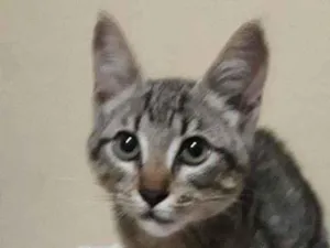 Gato raça Vira lata idade 2 a 6 meses nome Sem nome 