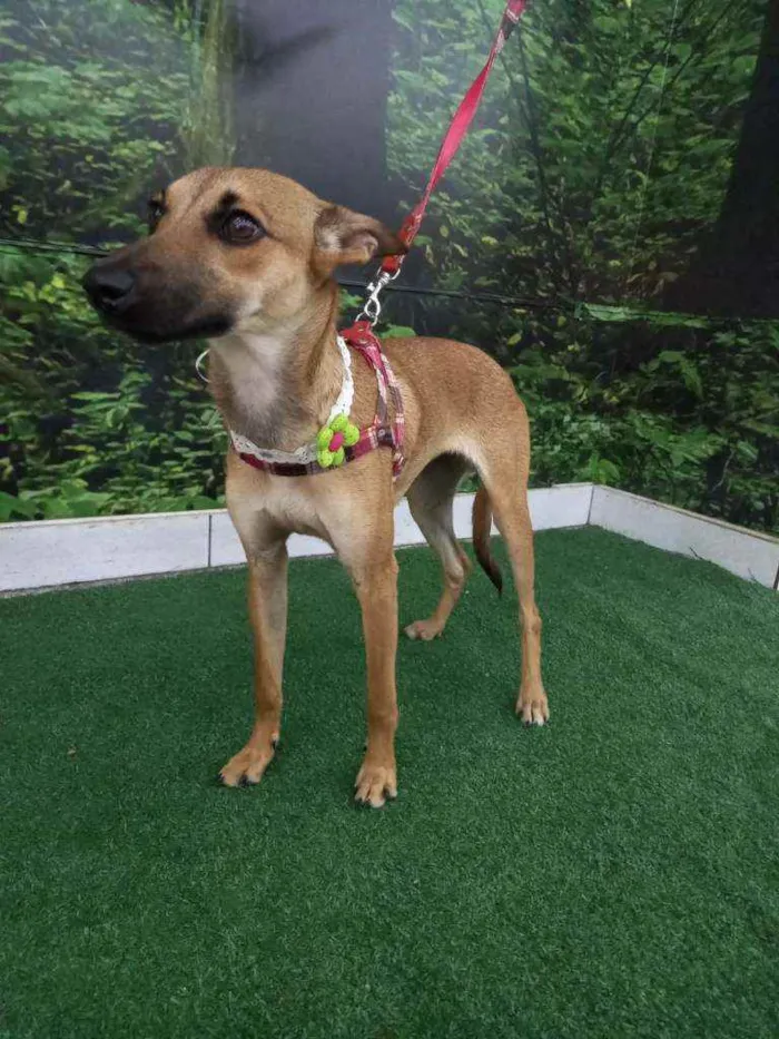 Cachorro raça SRD idade 7 a 11 meses nome Teca